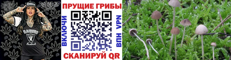 Галлюциногенные грибы Psilocybine cubensis Шуя